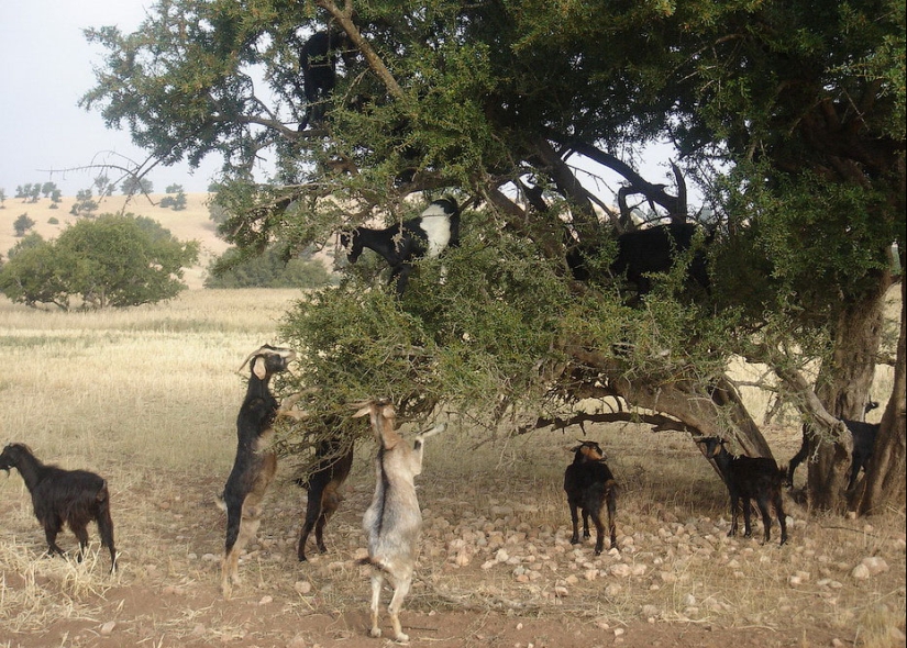 Goats in trees in Morocco