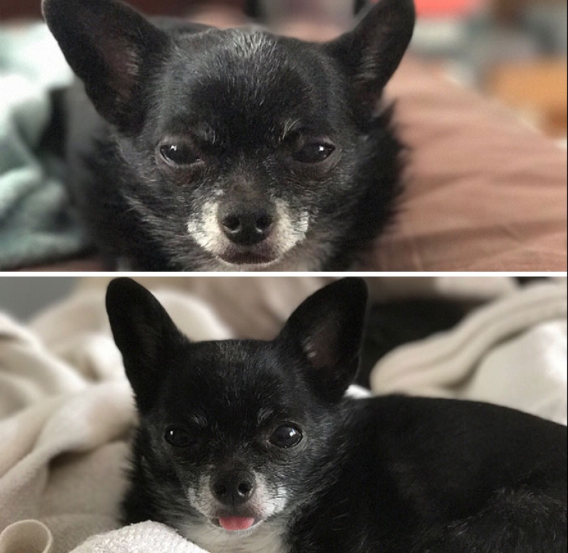 "Good boy": the Pets before and after kind words to master