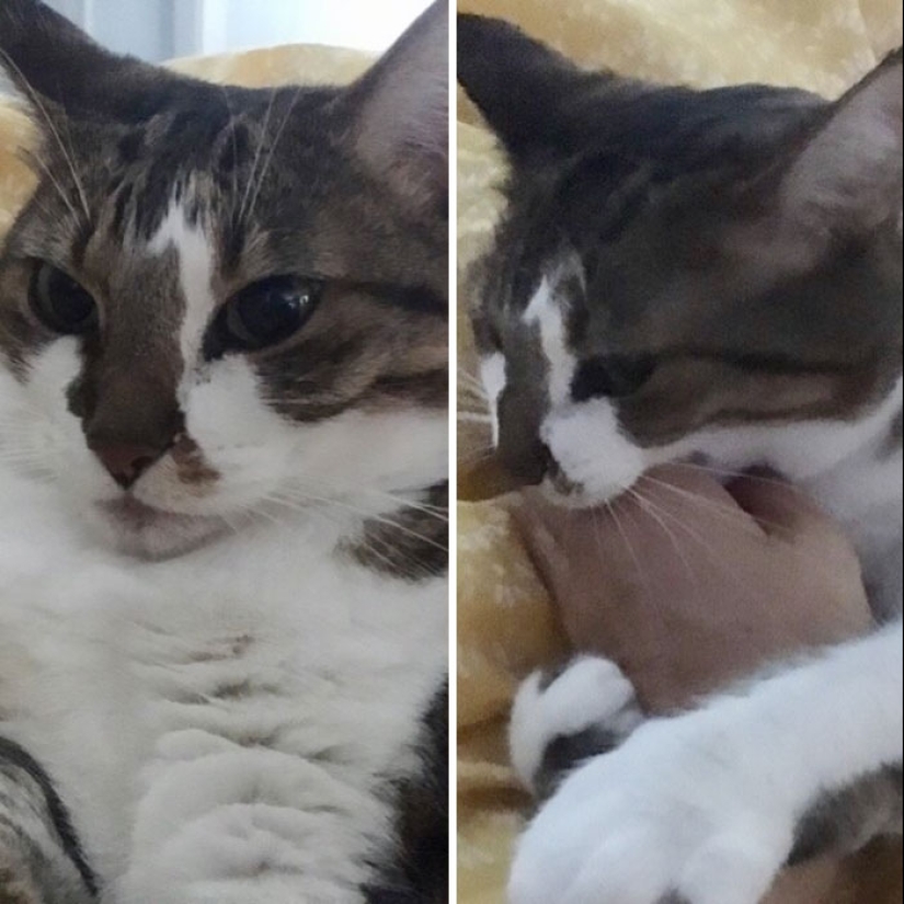 "Good boy": the Pets before and after kind words to master