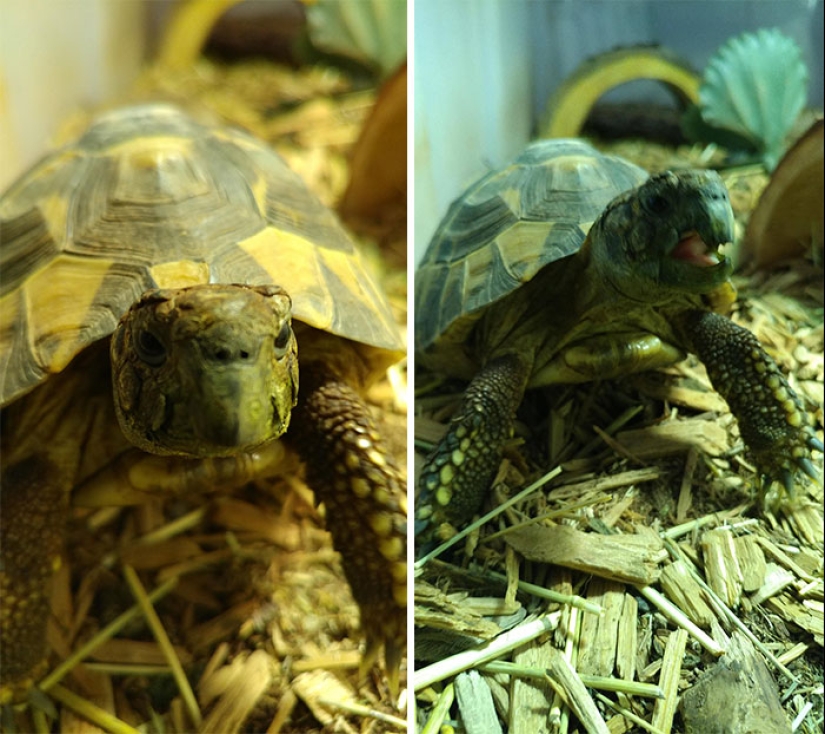 "Good boy": the Pets before and after kind words to master