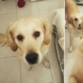"Good boy": the Pets before and after kind words to master