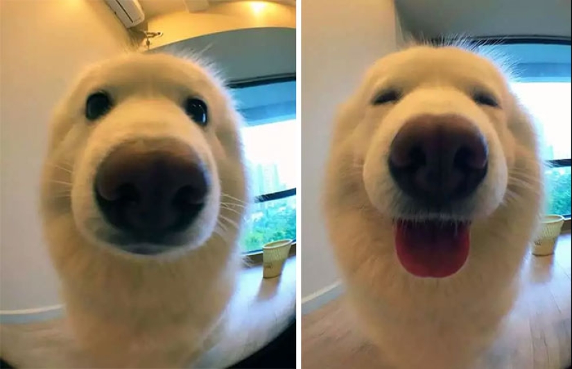 "Good boy": the Pets before and after kind words to master