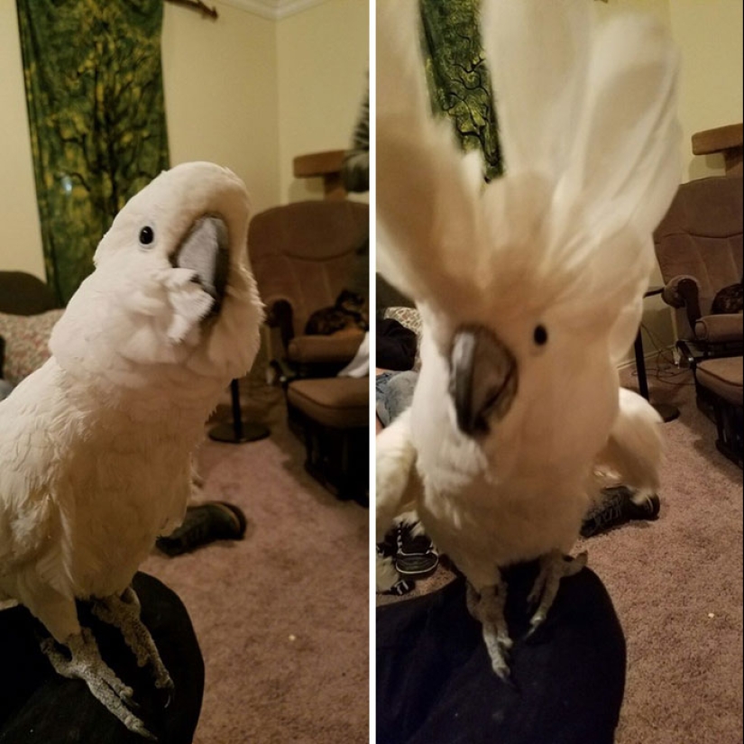 "Good boy": the Pets before and after kind words to master