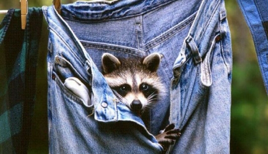 Good news from experts: your jeans do not need to be washed!