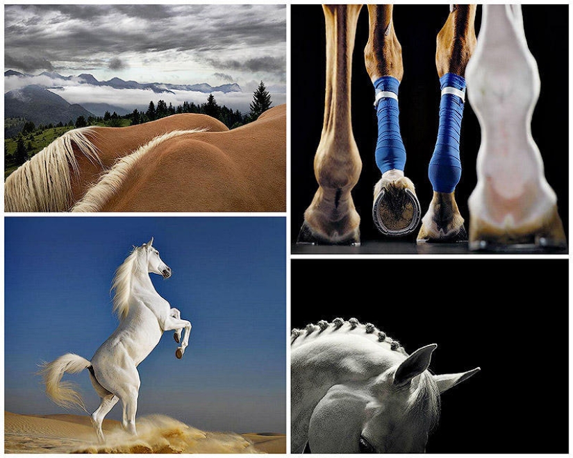Grace beautiful horses in the project Equus