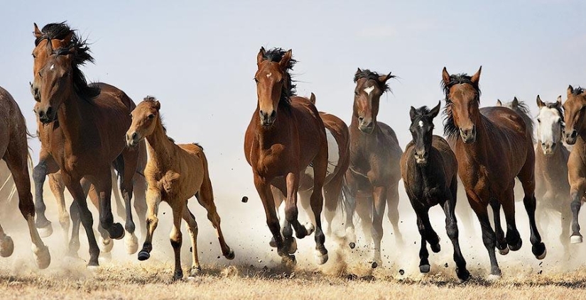 Grace beautiful horses in the project Equus