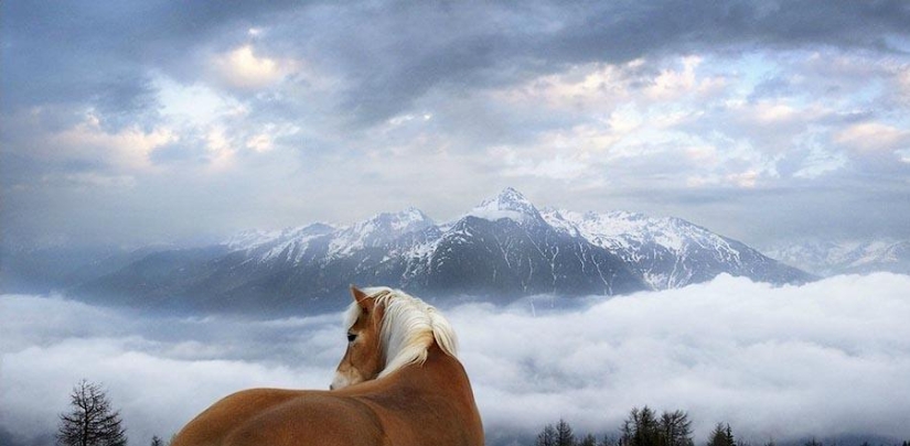 Grace beautiful horses in the project Equus