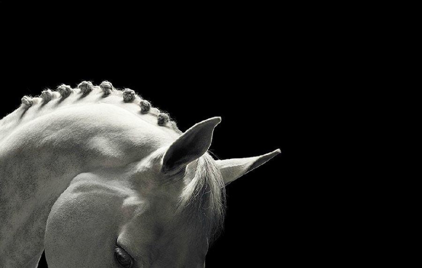 Grace beautiful horses in the project Equus