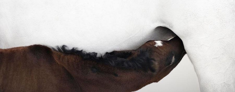 Grace beautiful horses in the project Equus