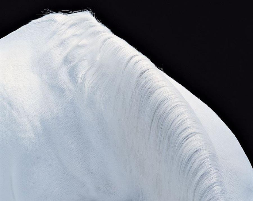 Grace beautiful horses in the project Equus