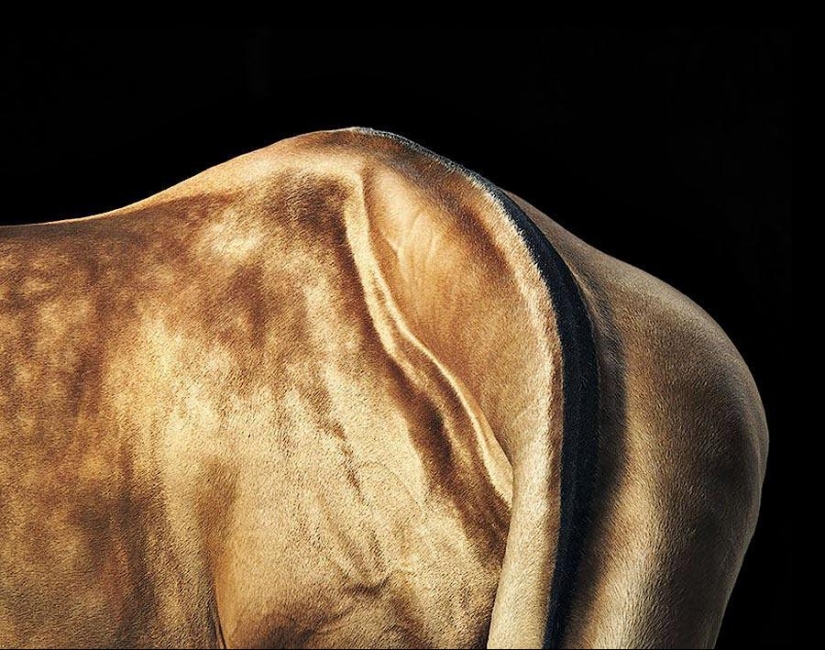 Grace beautiful horses in the project Equus