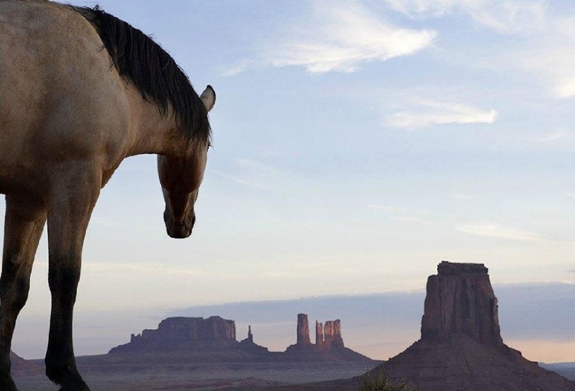 Grace beautiful horses in the project Equus