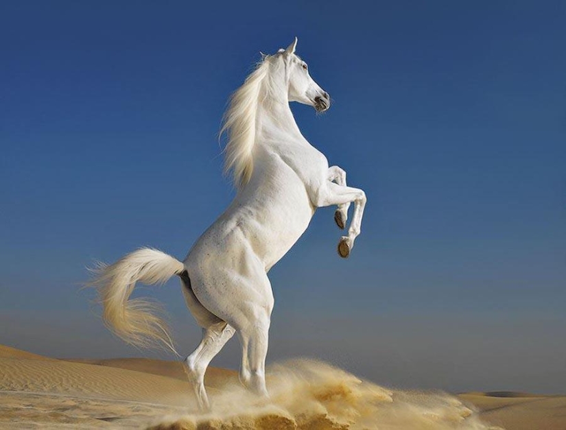 Grace beautiful horses in the project Equus