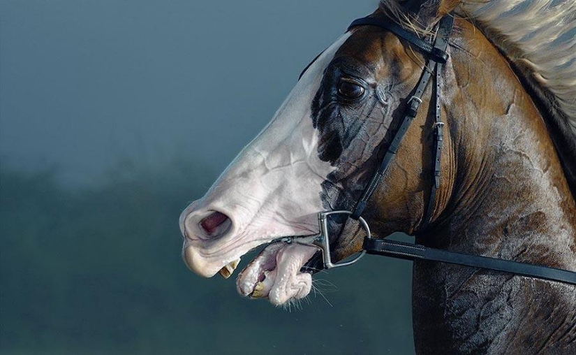 Grace beautiful horses in the project Equus