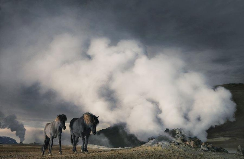 Grace beautiful horses in the project Equus