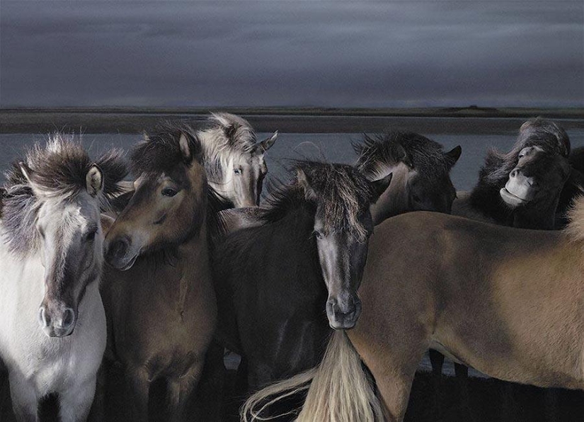 Grace beautiful horses in the project Equus