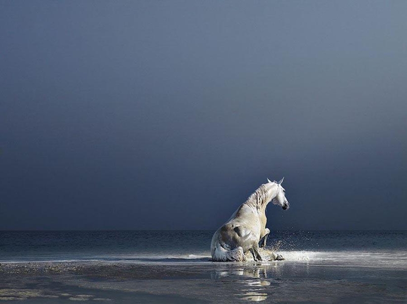 Grace beautiful horses in the project Equus