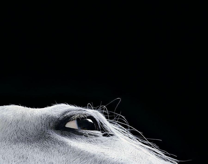 Grace beautiful horses in the project Equus