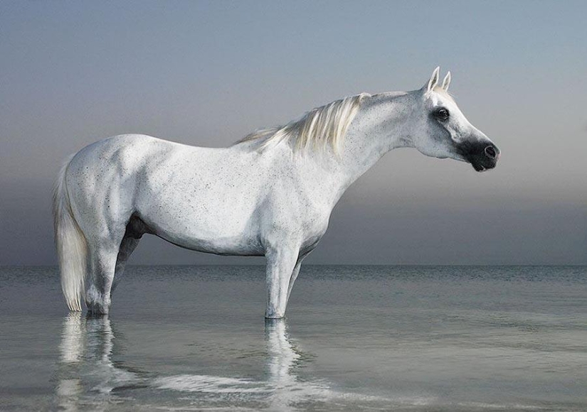 Grace beautiful horses in the project Equus