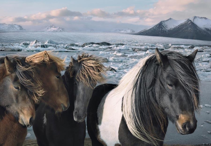 Grace beautiful horses in the project Equus