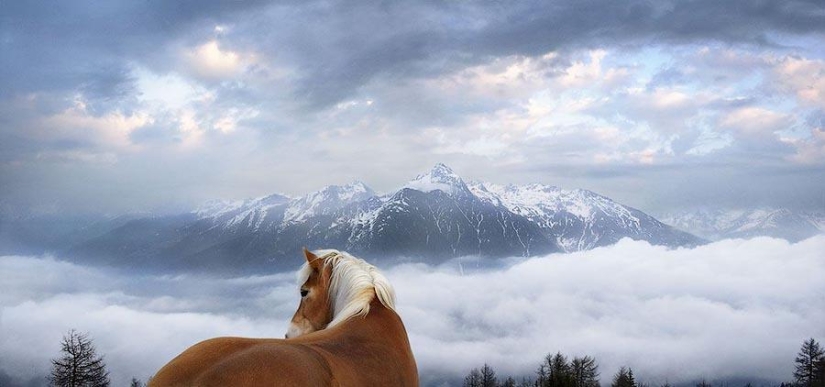 Grace beautiful horses in the project Equus