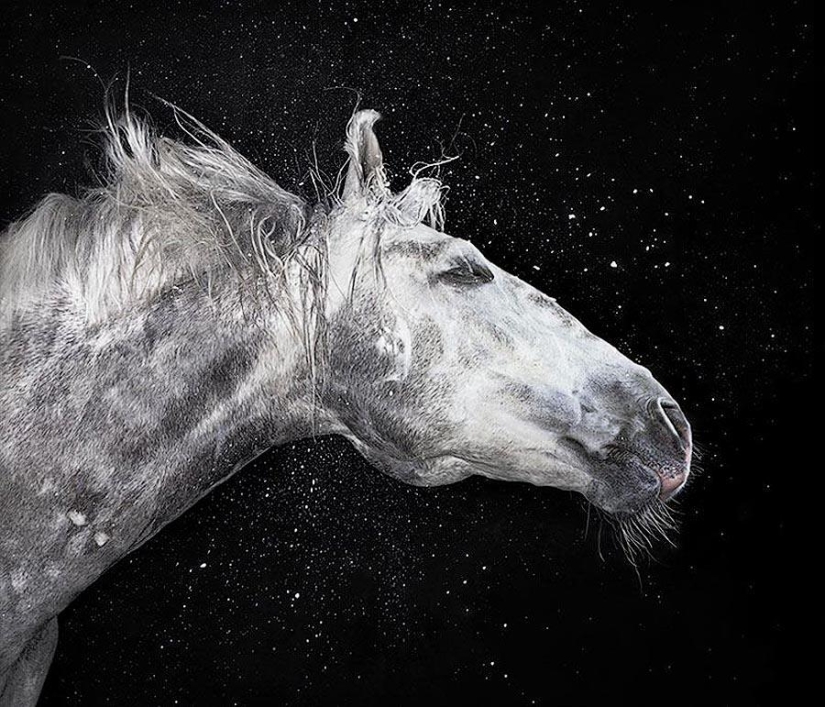 Grace beautiful horses in the project Equus