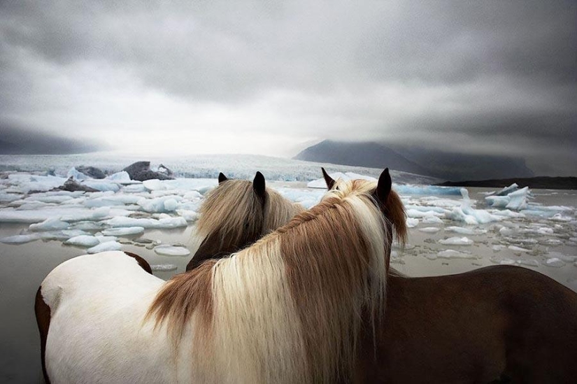 Grace beautiful horses in the project Equus