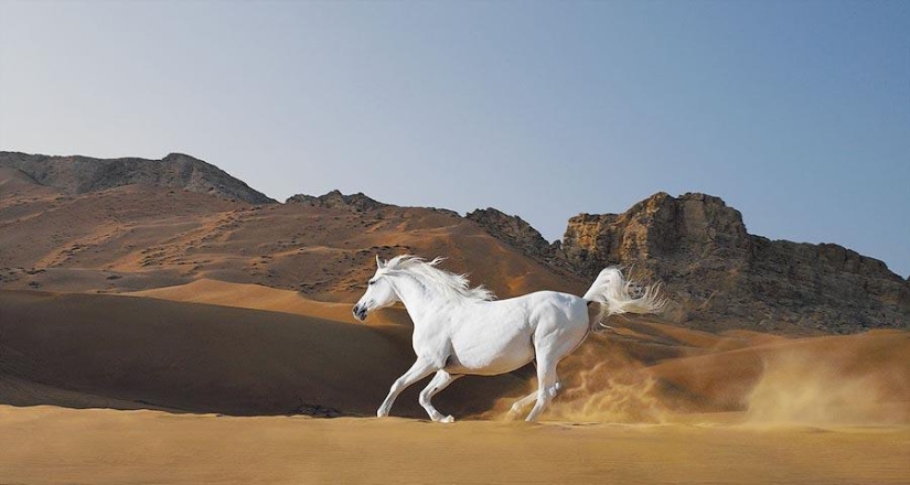 Grace beautiful horses in the project Equus