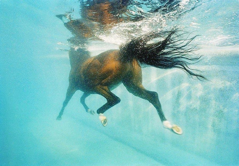 Grace beautiful horses in the project Equus