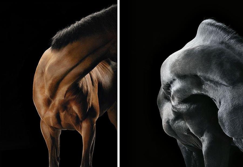Grace beautiful horses in the project Equus