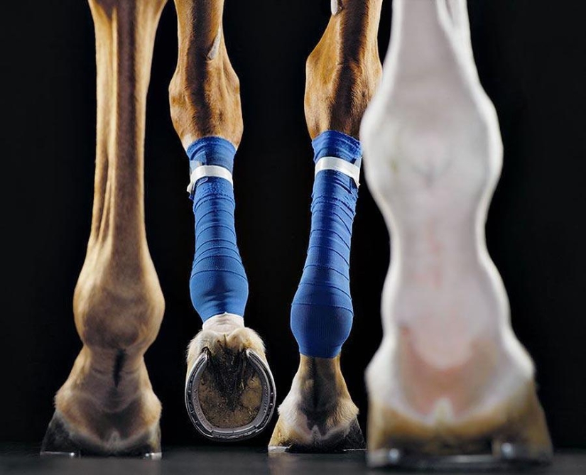 Grace beautiful horses in the project Equus