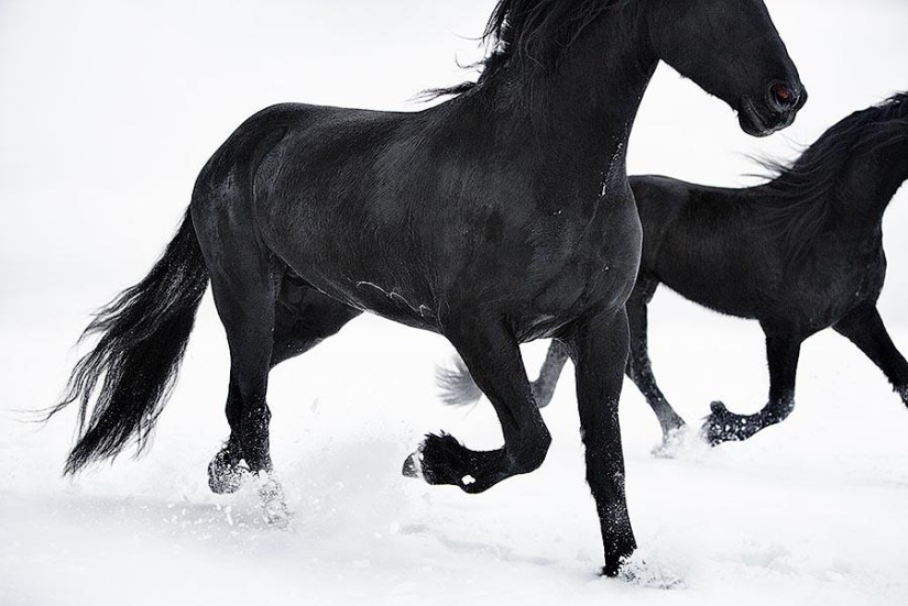 Grace beautiful horses in the project Equus