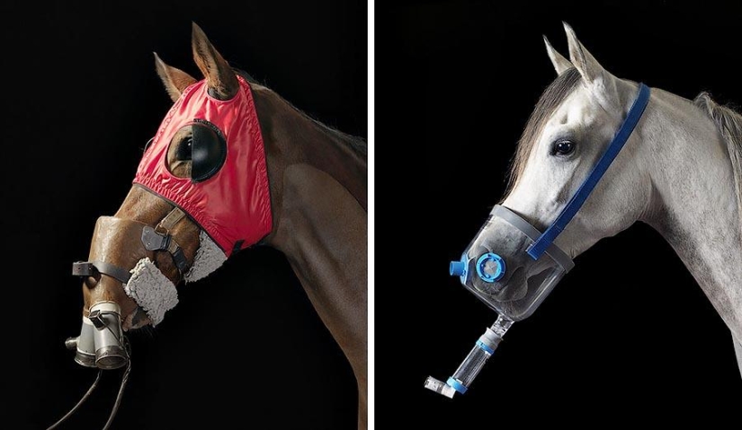 Grace beautiful horses in the project Equus