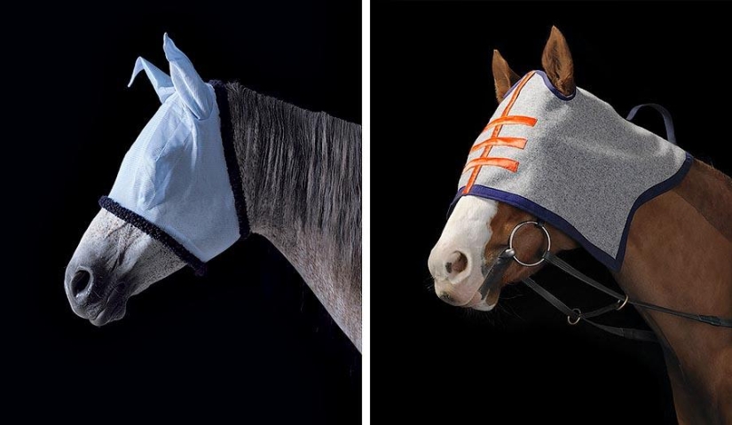 Grace beautiful horses in the project Equus