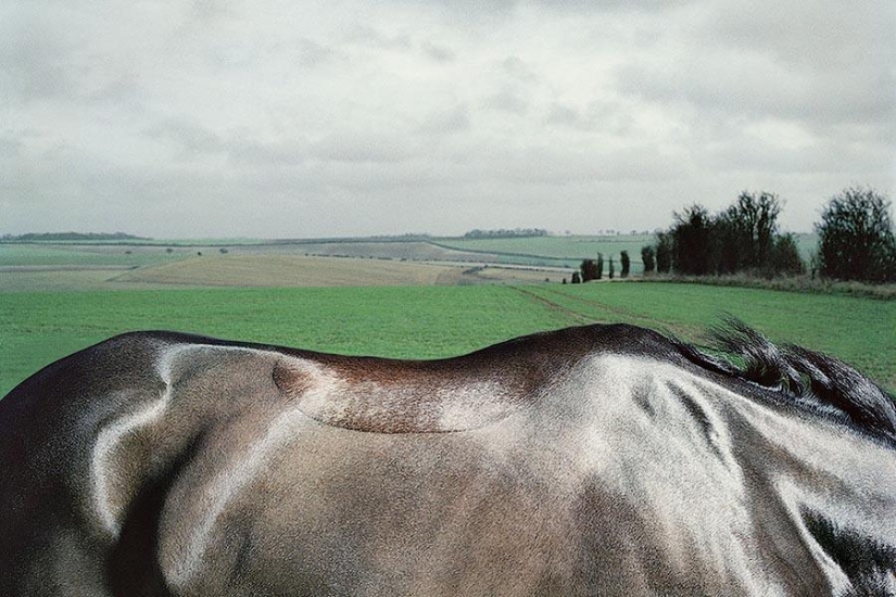 Grace beautiful horses in the project Equus