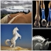 Grace beautiful horses in the project Equus Grace beautiful horses in the project Equus