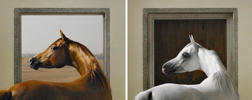 Grace beautiful horses in the project Equus