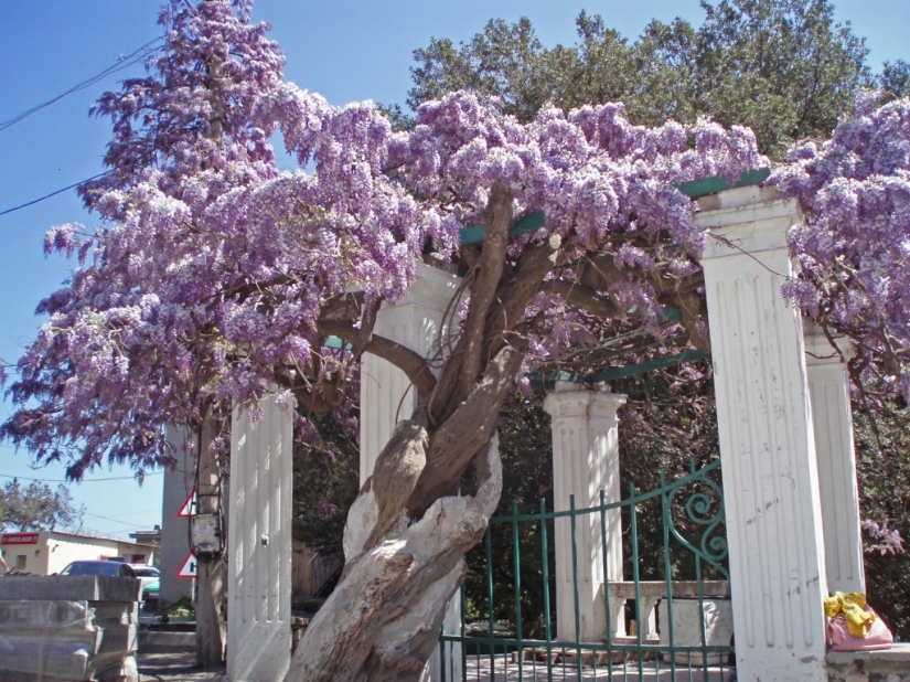 "Grape" wisteria bunches