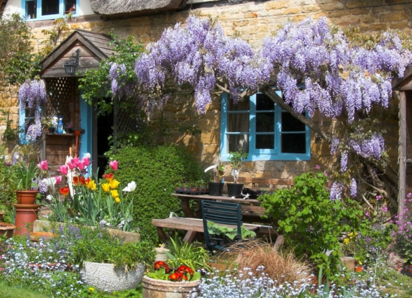 "Grape" wisteria bunches