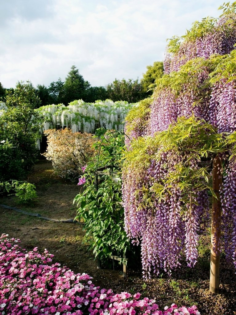 "Grape" wisteria bunches