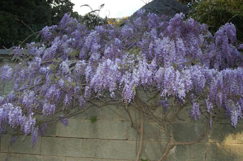 "Grape" wisteria bunches