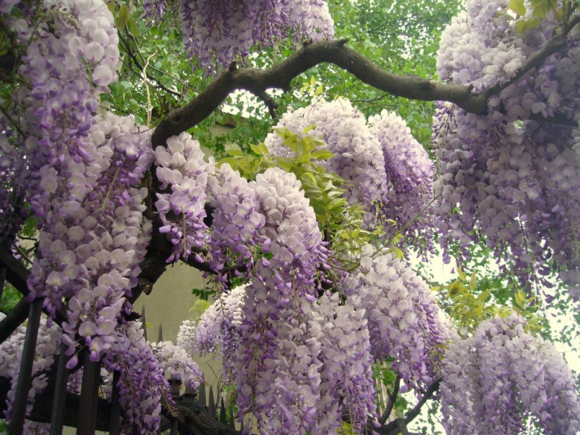"Grape" wisteria bunches
