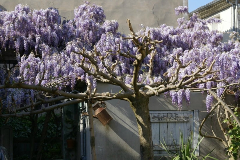 "Grape" wisteria bunches