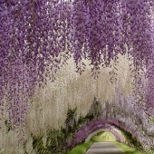 "Grape" wisteria bunches