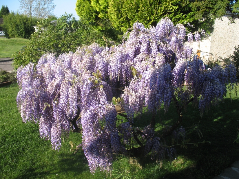"Grape" wisteria bunches