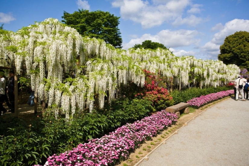 "Grape" wisteria bunches