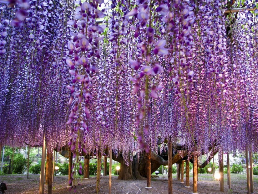 "Grape" wisteria bunches