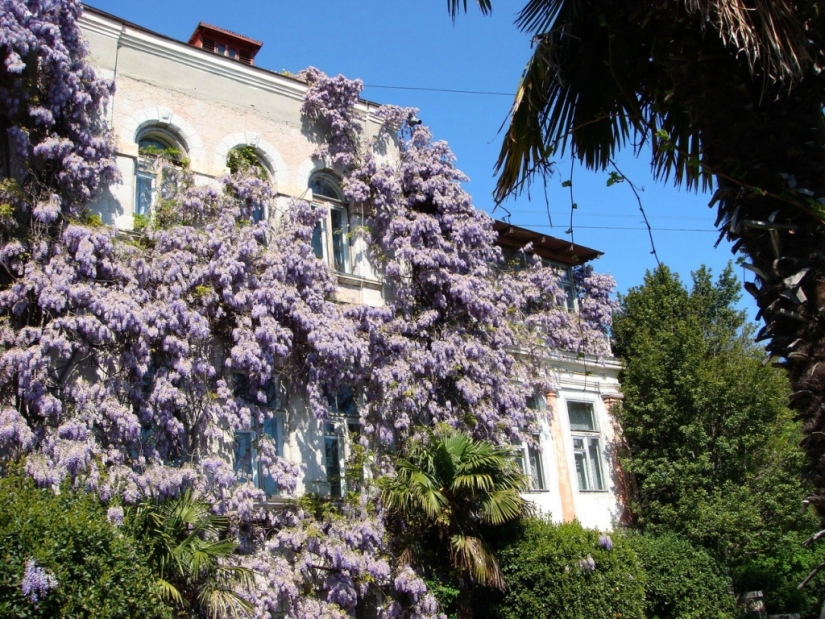"Grape" wisteria bunches