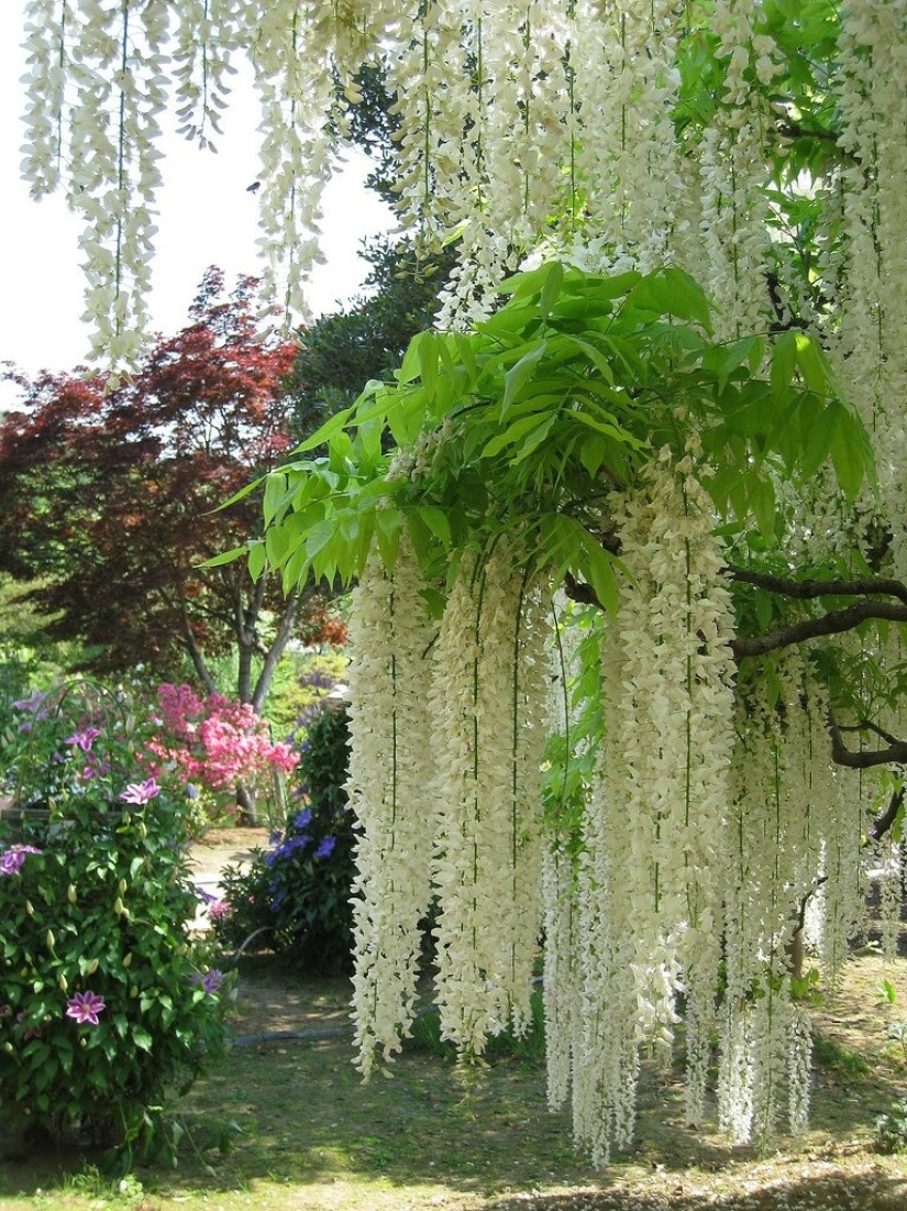 "Grape" wisteria bunches