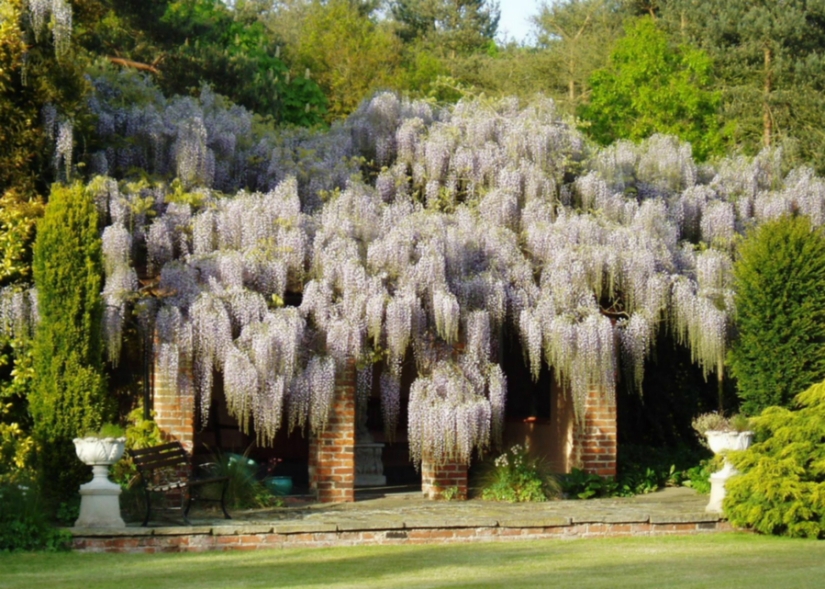 "Grape" wisteria bunches